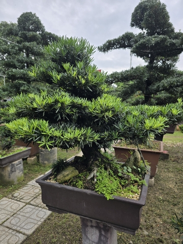 Vạn Niên Tùng Bonsai - TBSL25