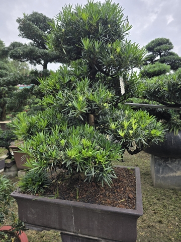 BST09 - Vạn Niên Tùng Bonsai