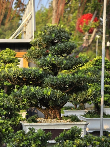 BSL01 - Vạn Niên Tùng Bonsai