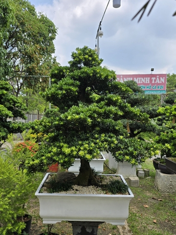 BST04 - Tùng Kim Cương Bonsai