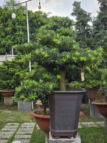 BST18 - Vạn Niên Tùng Bonsai
