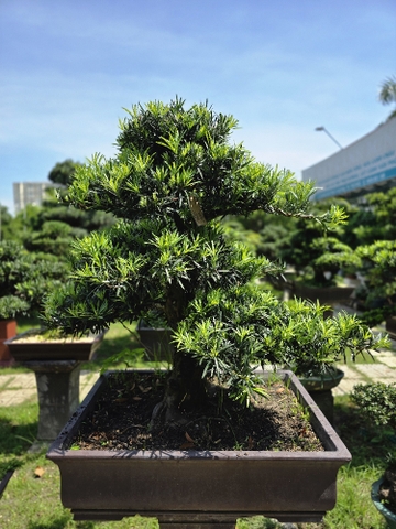 BST08 - Vạn Niên Tùng Bonsai