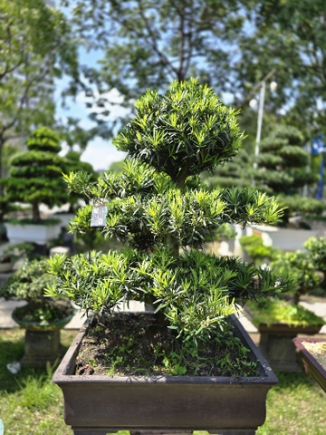 BST12 - Vạn Niên Tùng Bonsai