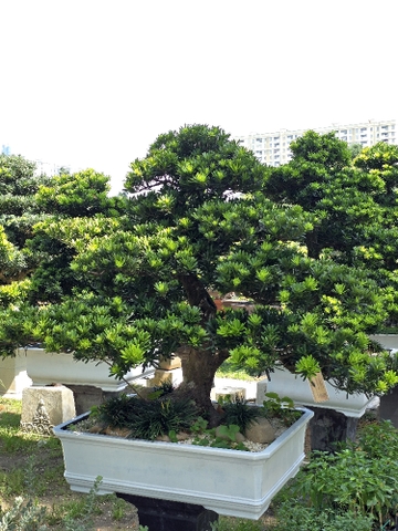 BST01 - Tùng Kim Cương Bonsai