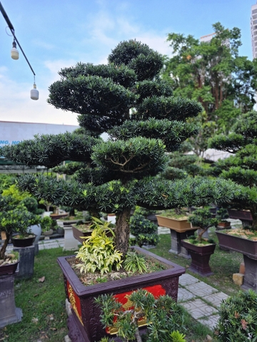 BSL07 - Vạn Niên Tùng Bonsai