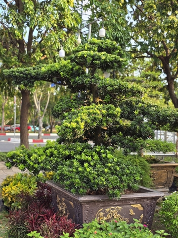 BSL06 - Vạn Niên Tùng Bonsai