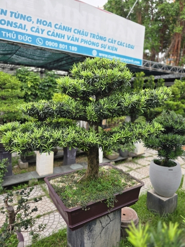 BST14 - Vạn Niên Tùng Bonsai