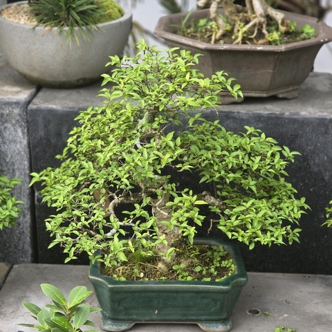 BSM16 - Mai Chiếu Thủy