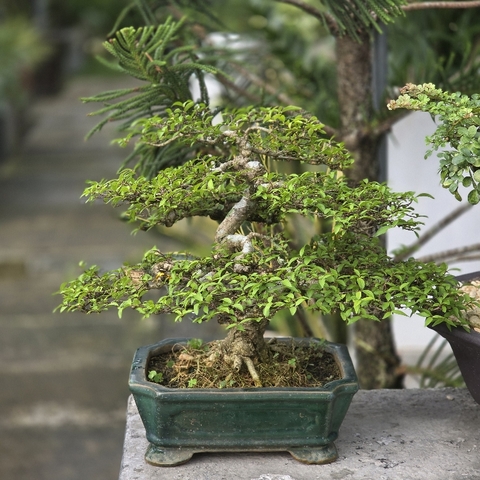 BSM11 - Mai Chiếu Thủy