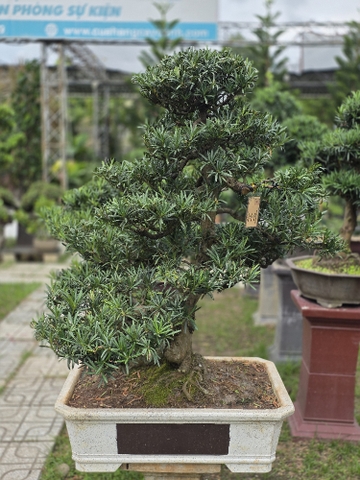 BST20 - Vạn Niên Tùng Bonsai