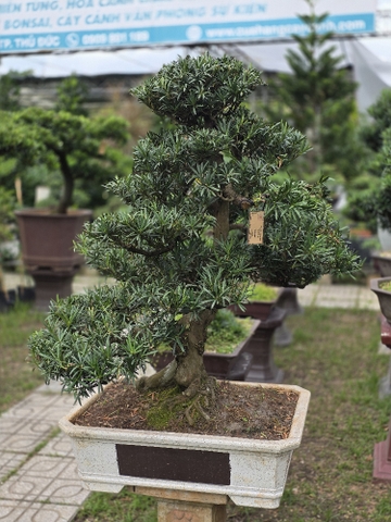BST21 - Vạn Niên Tùng Bonsai