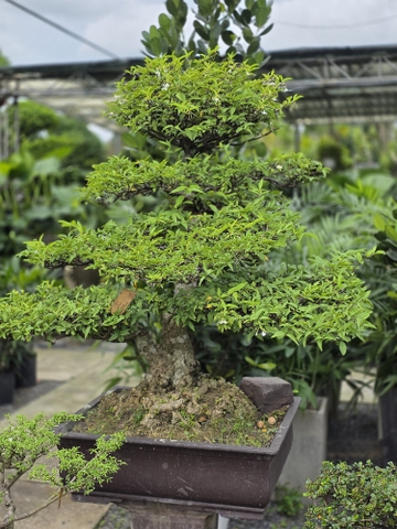 BST25 - Mai Chiếu Thủy