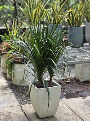 Phát Tài 3 thân