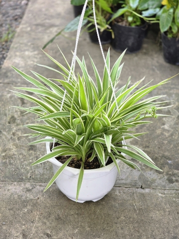 Cây Dây Nhện (Lan Chi Thái)