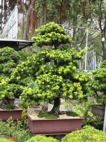 BST05 - Tùng Kim Cương Bonsai