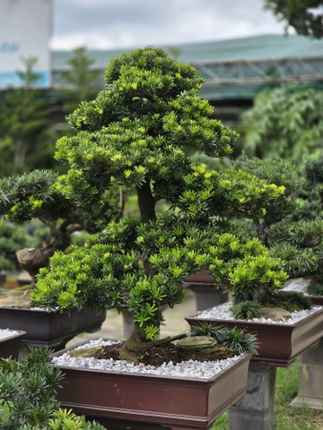 BST06 - Tùng Kim Cương Bonsai