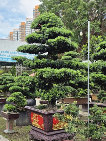 BSL08 - Vạn Niên Tùng Bonsai