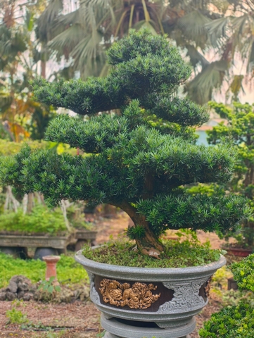 Vạn Niên Tùng C-DT-VNT-002
