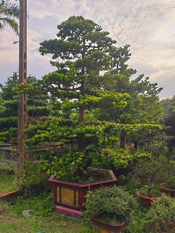 Tùng Kim Cương D-DT-TKC-001