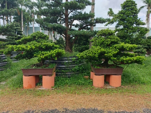 Tùng Kim Cương B-BS-TKC-CAP-001