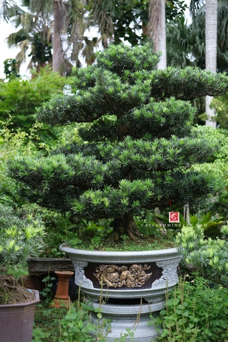 Vạn Niên Tùng C-DT-VNT-003