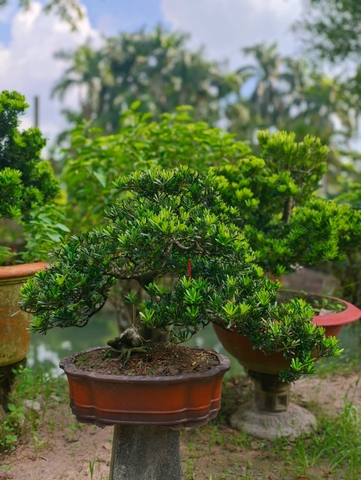 Tùng Kim Cương G-BS-TKC-020