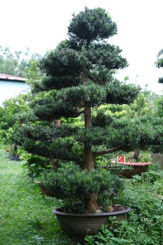 Vạn Niên Tùng C-DT-VNT-004