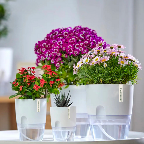 Chậu nhựa tự tưới để bàn