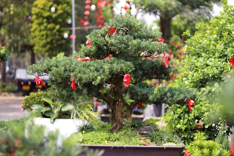 Vạn Niên Tùng Bonsai - TBSL01