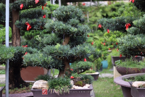 BST13 - Vạn Niên Tùng Bonsai