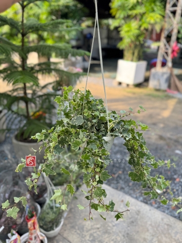 Thường Xuân treo