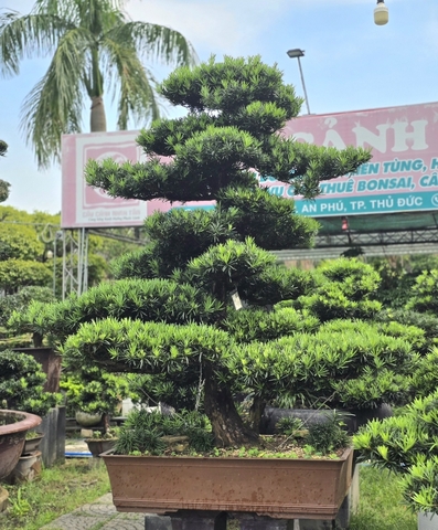 BSL05 - Vạn Niên Tùng Bonsai