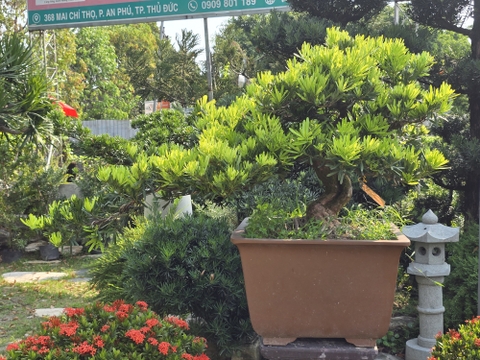 BST16 - Tùng Đài Loan Bonsai