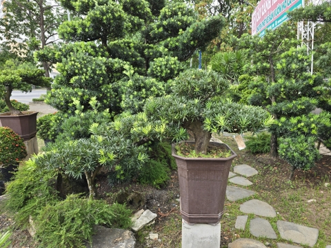 BST19 - Vạn Niên Tùng Bonsai