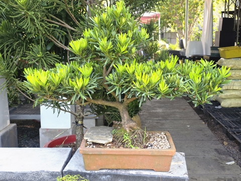 BSM01 -Tùng Đài Loan Bonsai