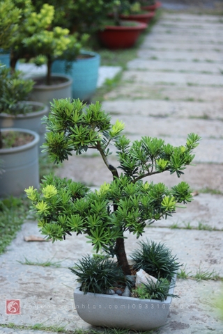 Tiểu cảnh Vạn Niên Tùng để bàn