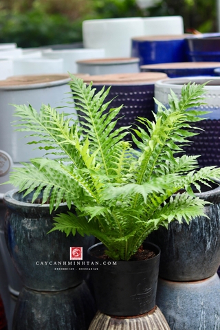 Dương Xỉ Khổng Tước