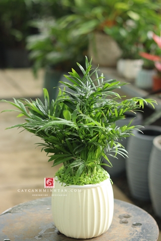 Cau Tiểu Trâm để bàn (nước)