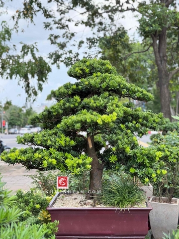 BST02 - Tùng Kim Cương Bonsai