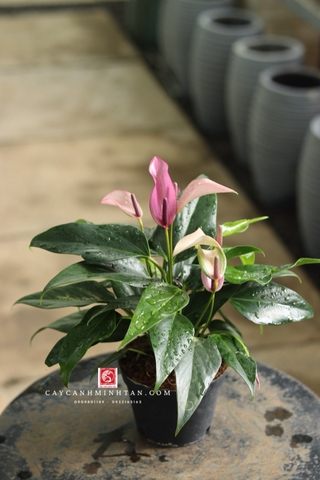 Hồng Môn tím để bàn