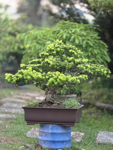 Tùng Kim Cương H-BS-TKC-001