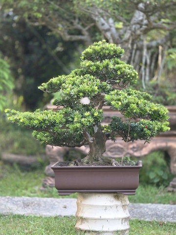 Tùng Kim Cương H-BS-TKC-002