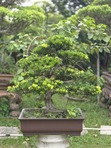 Tùng Kim Cương H-BS-TKC-003