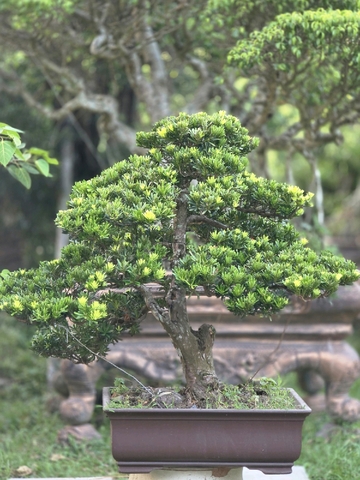 Tùng Kim Cương H-BS-TKC-004