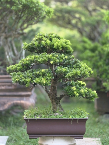 Tùng Kim Cương H-BS-TKC-005