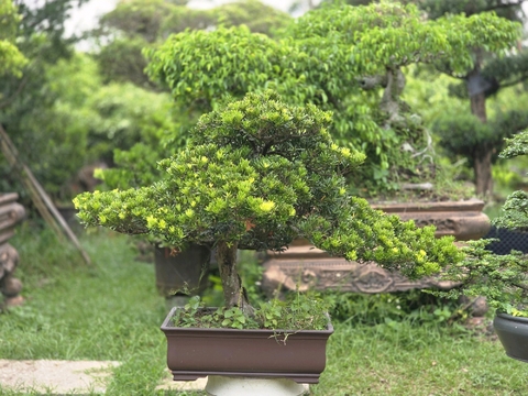 Tùng Kim Cương H-BS-TKC-006