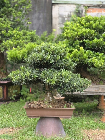 Vạn Niên Tùng H-BS-VNT-002