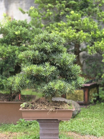 Vạn Niên Tùng H-BS-VNT-003