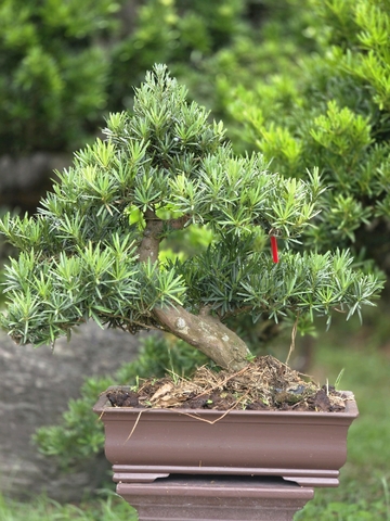 Vạn Niên Tùng H-BS-VNT-004