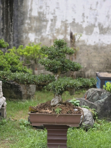 Vạn Niên Tùng H-BS-VNT-006